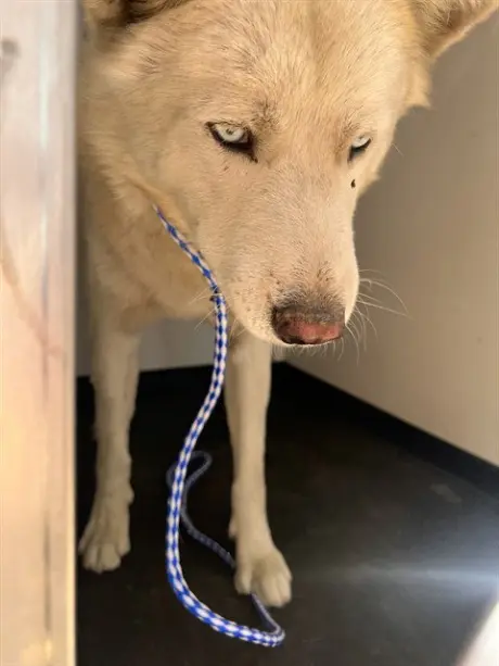 A172098