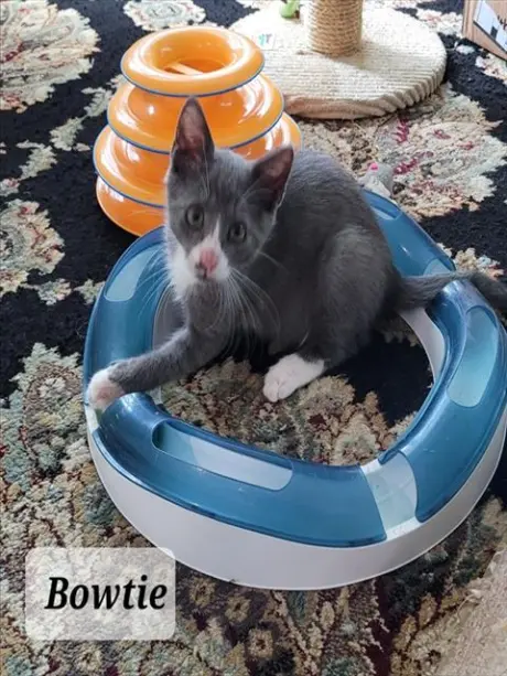 BOWTIE