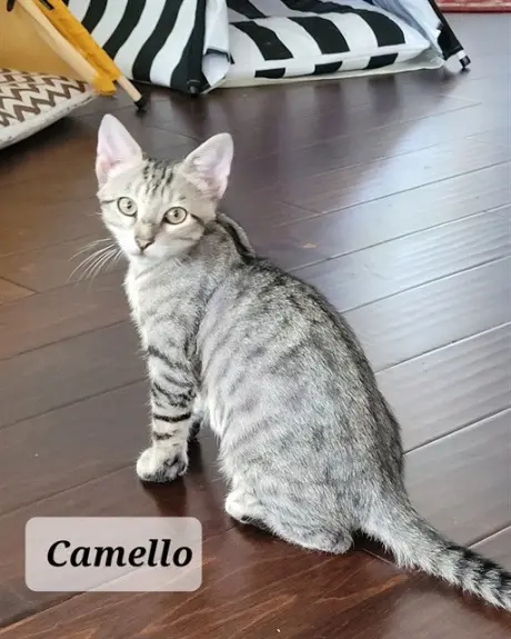 CAMELLO