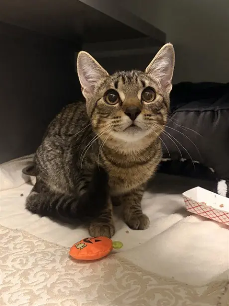 ZUKO
