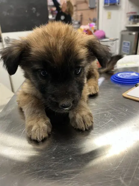 *PUPPY 2
