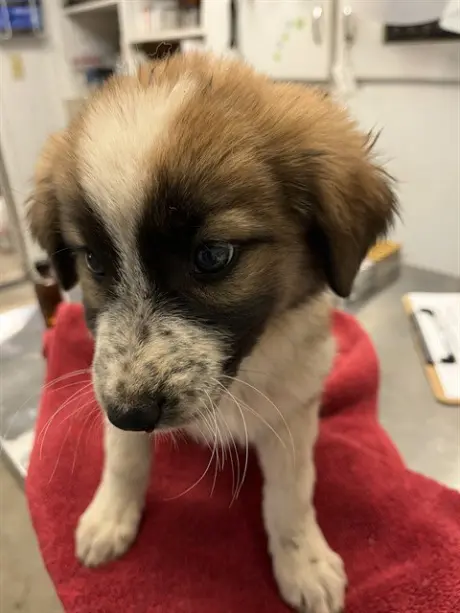 *PUPPY 6