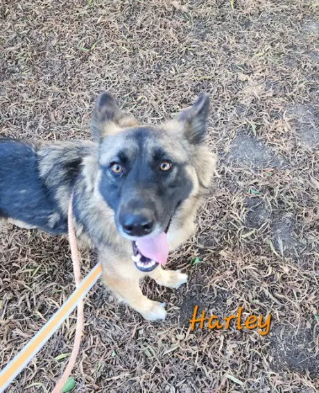 HARLEY