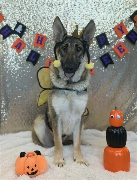 GEMMA