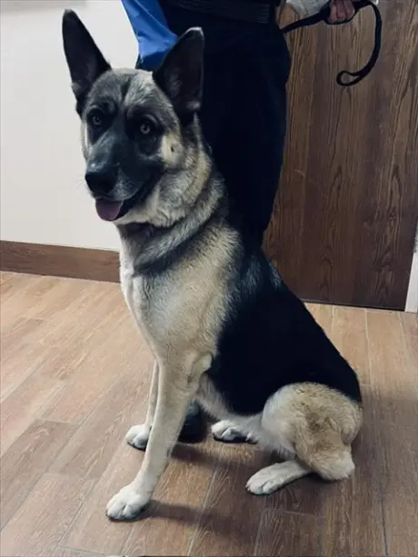 NOVA