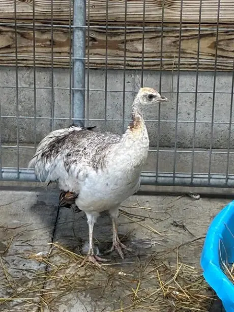 DAISY