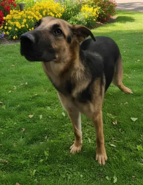 ADORA