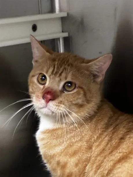 LEO