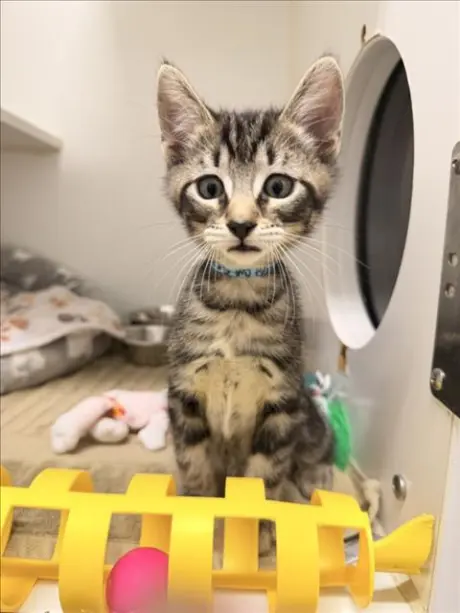 LOKI