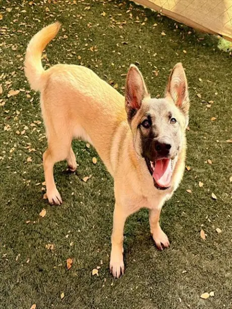 HEIDI