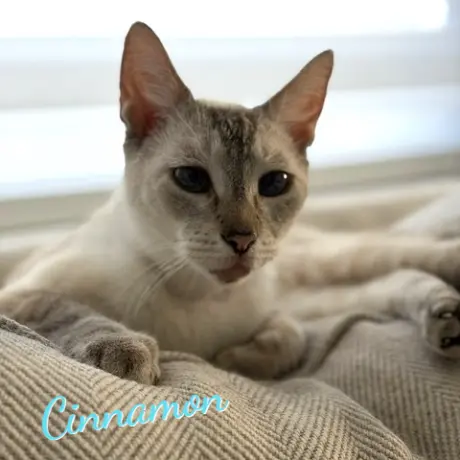 Cinnamon #super-chill
