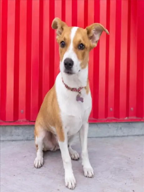 NOVA