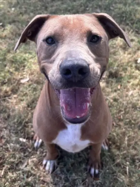 BRUNO