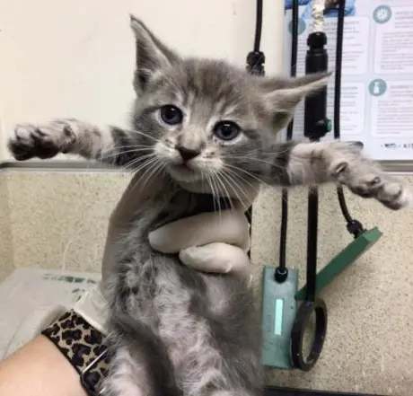 MATILDA