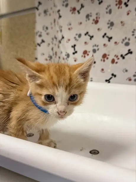 BENNY
