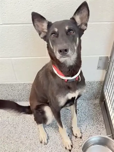 MOCHA
