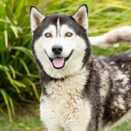 LOBO