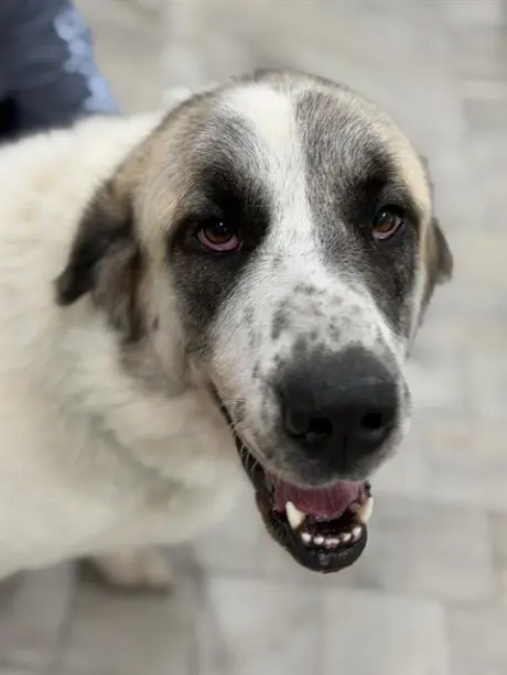 LULU