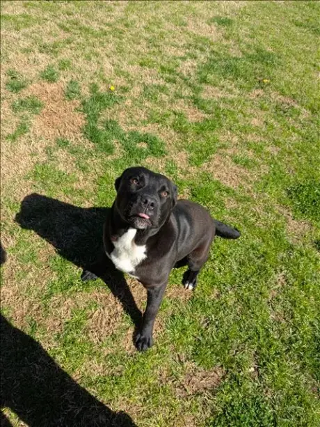WINSTON