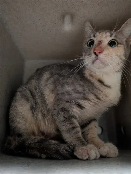 AMELIA