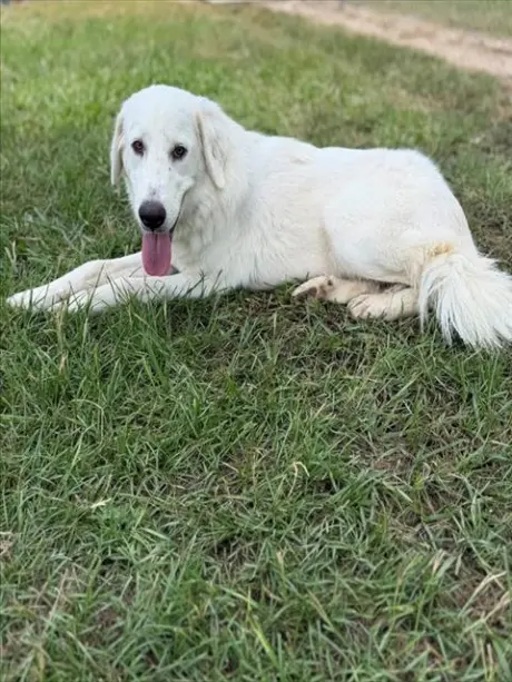 DIVA