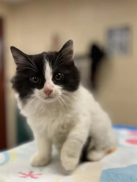 GEMMA