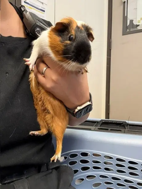 *CALICO JACKIE