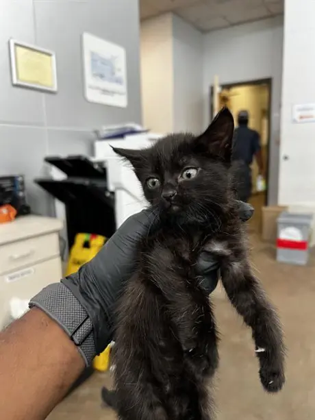 MOCHI