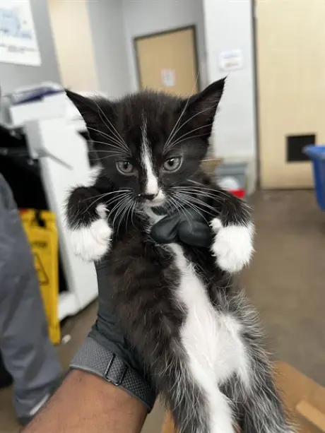 MARSHMALLOW