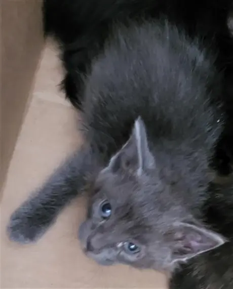 GUSTAVO