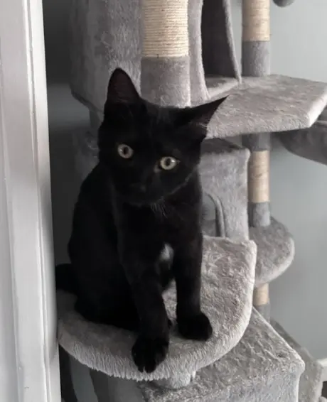 Binx, Willow Grove Area, (FCID 8/26/2026-148)