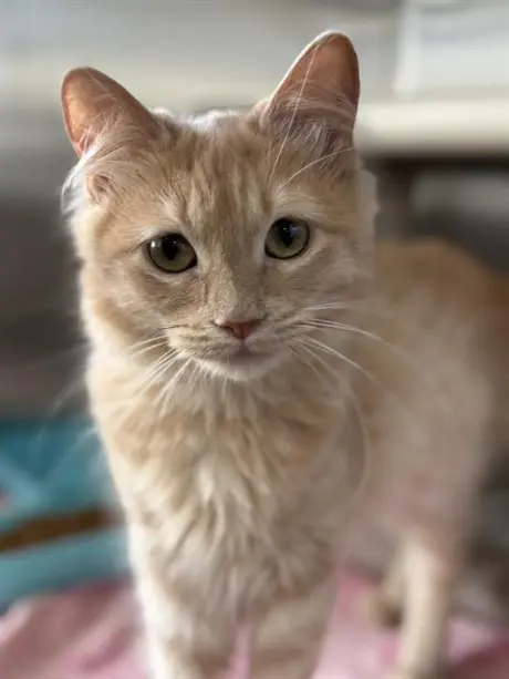 PAMELA- PENDING ADOPTION