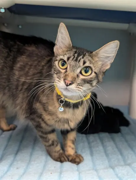 DUCHESS
