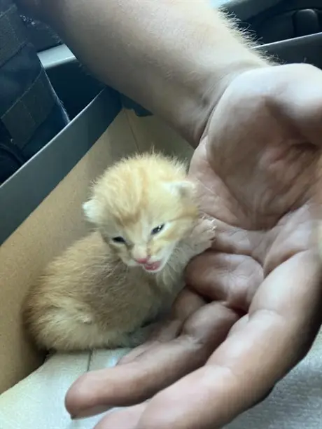 GARFIELD