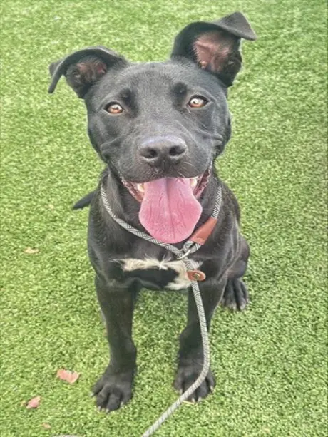 JET