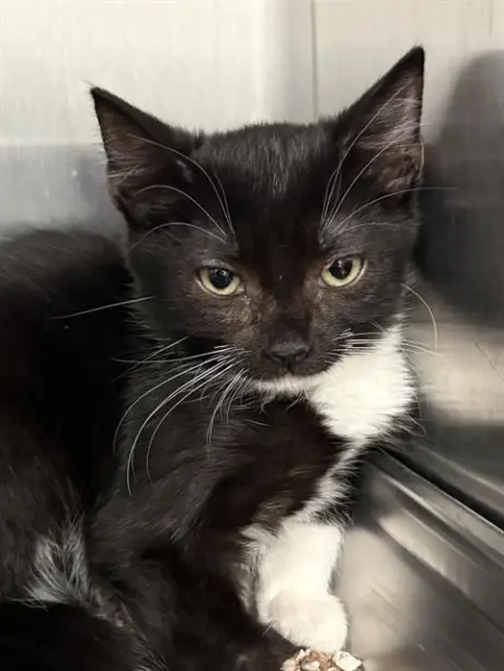TESSIE- PENDING ADOPTION