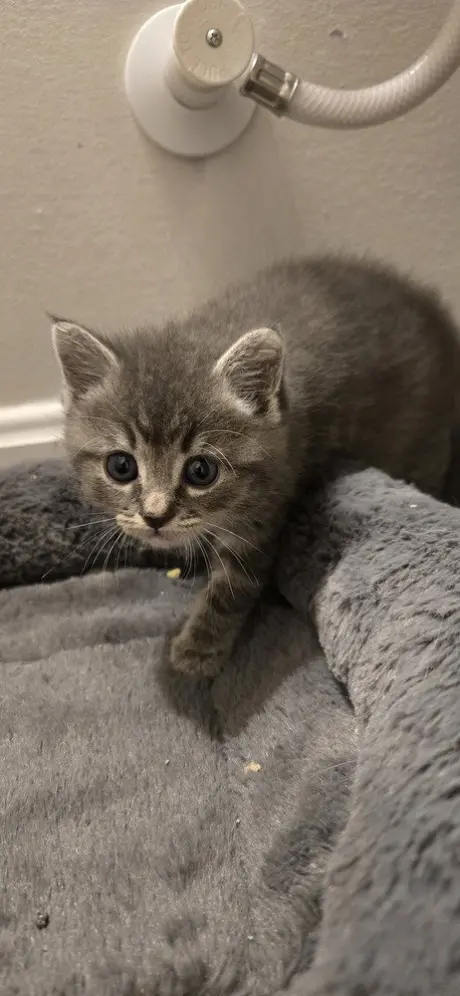 Lila