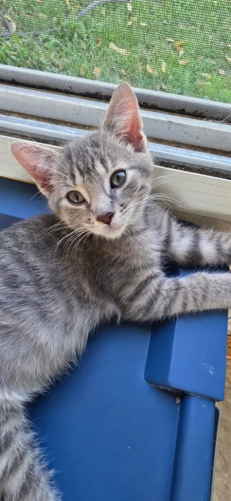 Jupiter *IN FOSTER*