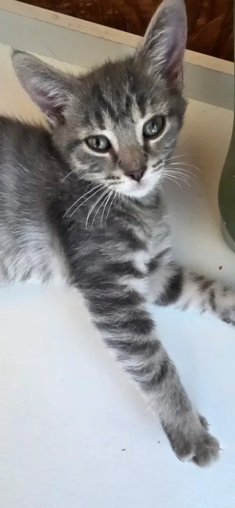 Jasper *IN FOSTER*