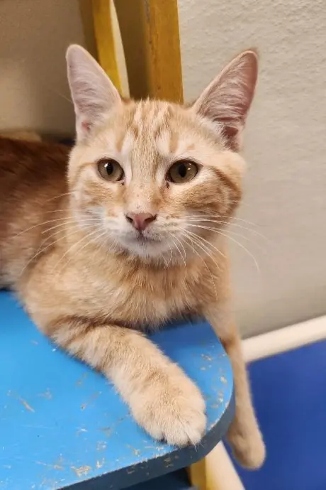 Kitten 28005 (Fitz)