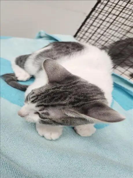MEOWSTERS