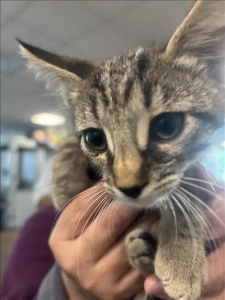 CAT # 3