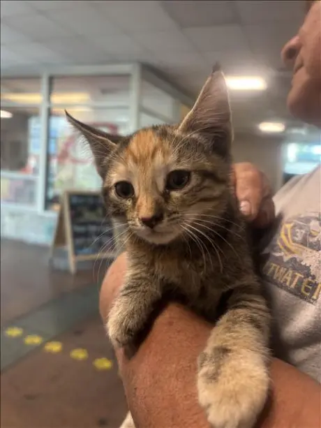 CAT # 1