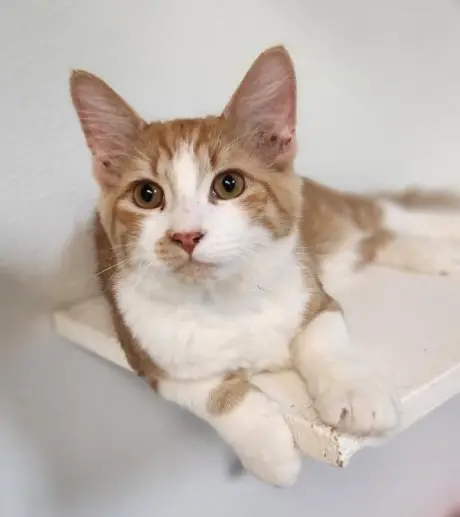 Cat 27881 (Billy)