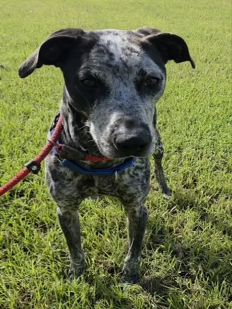 BENNY