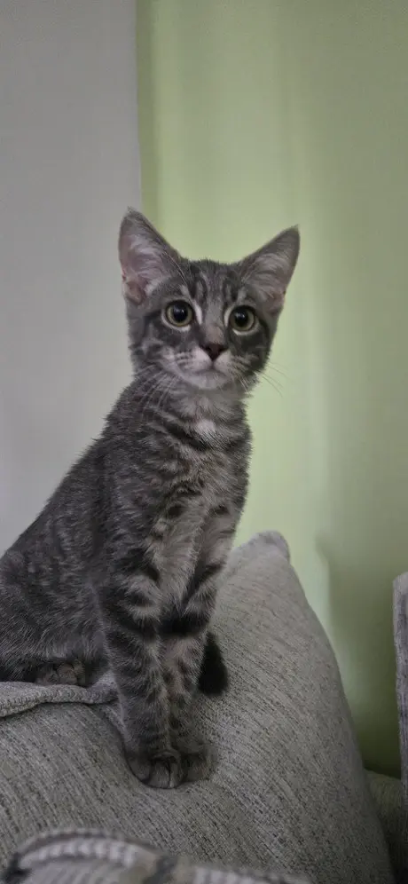 Milo