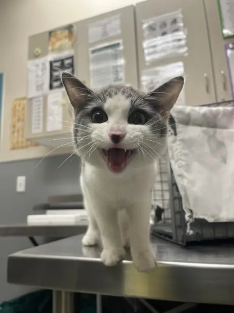 *MEOWY