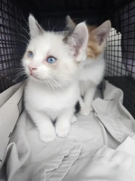 MITTENS
