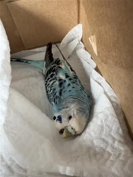 BIRB
