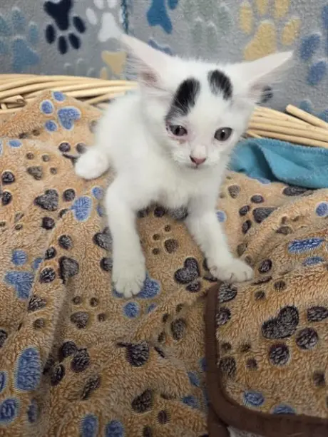 CAVELLA
